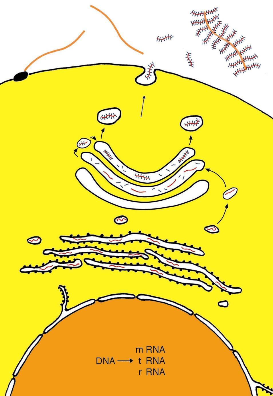 La sintesi e la secrezione del GAG acido ialuronico (in arancio) avviene sulla superficie cellulare ad opera della ialuronato-sintetasi -proteoglicani (in rosso: la proteina che fa da asse; in verde: