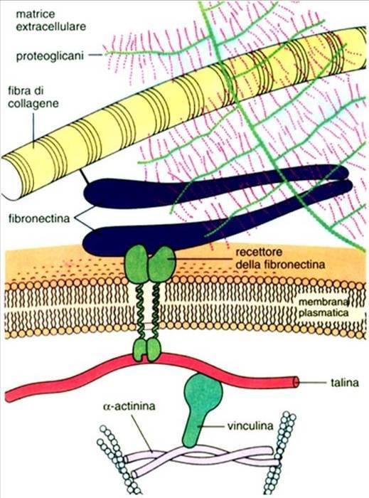 La fibronectina una delle proteine adesive può legare le integrine ma anche PG e collagene.