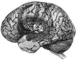 circuiti neurali è circa 10^(109) Differenza delle connessioni: eccitatorie e inibitorie