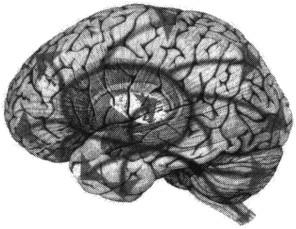 Hebb) La connettività cerebrale, sia anatomica che funzionale, è altamente plastica: si