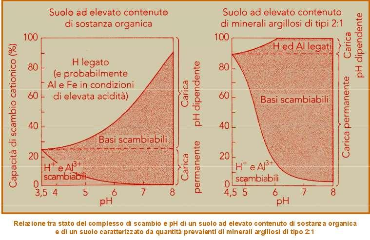 La carica superficiale ed il ph La composizione organo-minerale del suolo controlla lo sviluppo della CSC a diversi valori di ph del suolo.