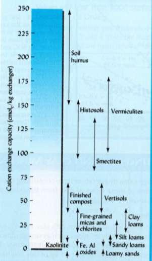La capacità di scambio cationico Le componenti costituenti i colloidi organo-minerali presenti in un tipo di suolo contribuiscono in