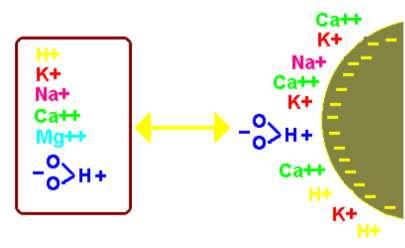 I cationi di scambio I cationi di scambio H + e Al 3+ (catione con idrolisi acida) capaci di generare acidità sono definiti cationi acidi.