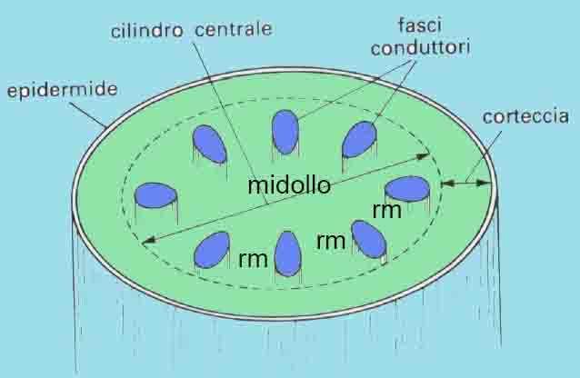 Corteccia: spugnosa (sughero),