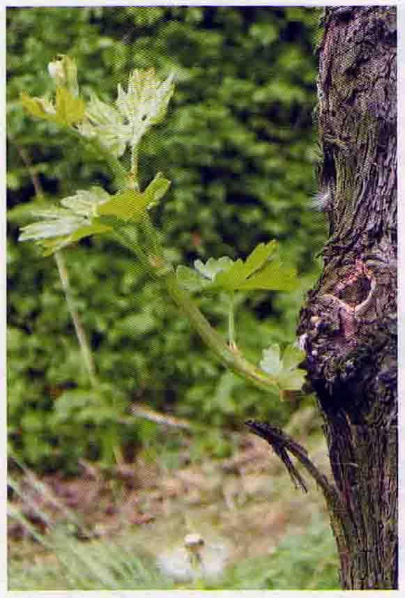 polloni, succhioni LM