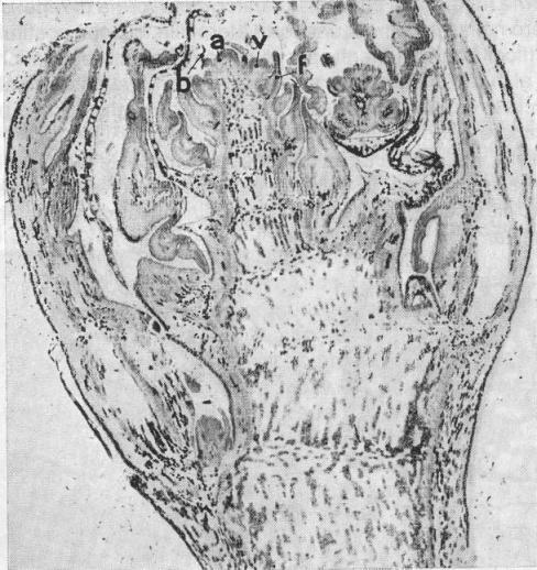 GERMOGLI DELLA VITE (origine e fertilità) Germoglio uvifero da gemma ibernante (asse principale) o da