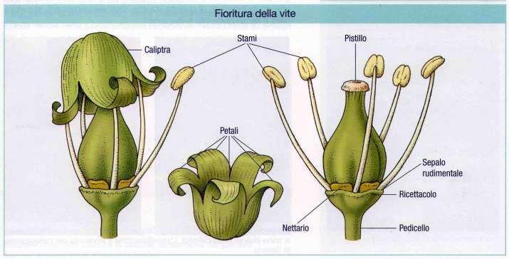 filamento (anche assente: astaminee) e antere (4 sacche