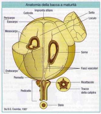 Apparato epigeo: frutto e seme