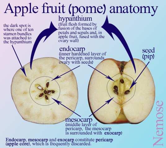 Trasformazione del fiore in