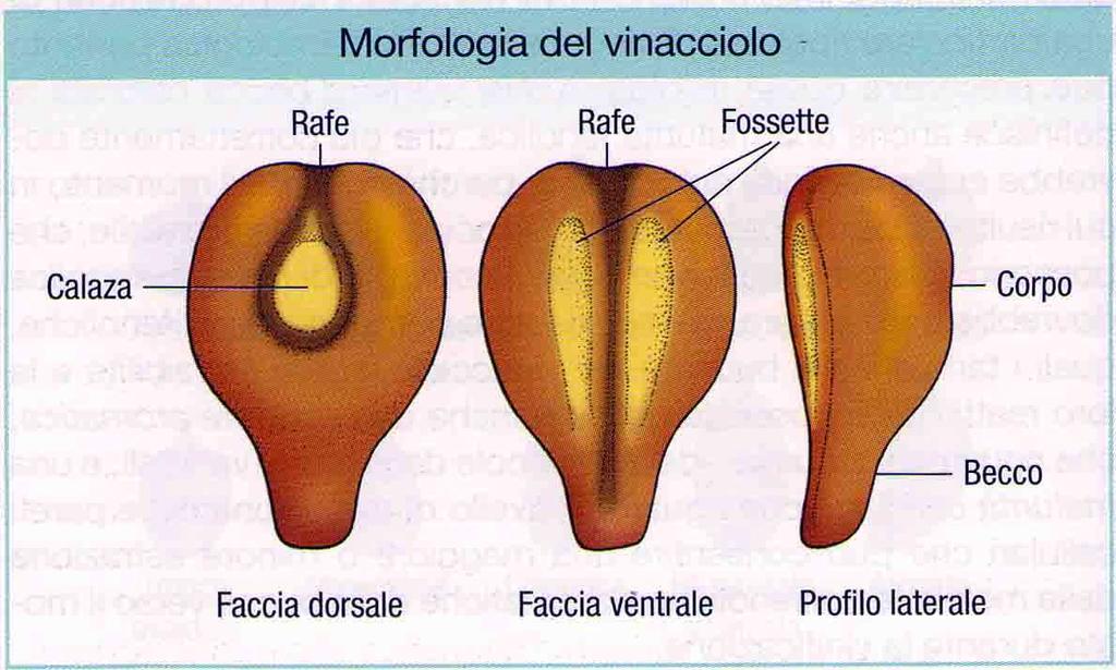 partenocarpia e apirenia