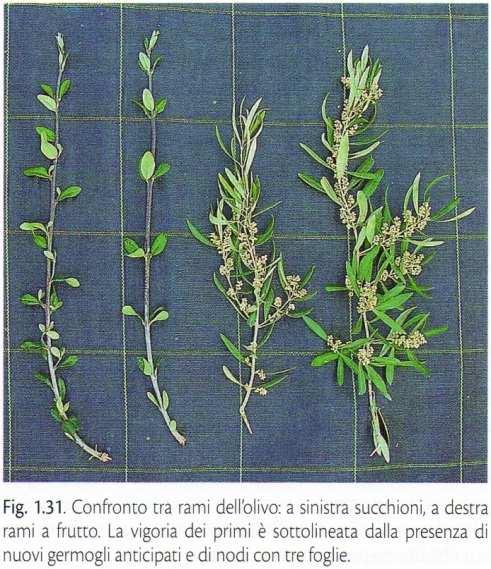 STRUTTURA DELL ALBERO CICLO VITALE DELL LBERO Fase giovanile (germinazione seme - acquisizione maturità fisiologica) intensa attività vegetativa: Intensa attività meristematica di fusto e radice,