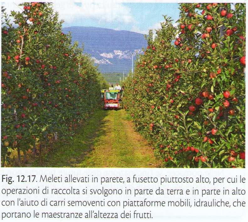 autoportante, priva di asse centrale, 1 solo palco pittosto alto, branche di diversi ordini, vaso moderno a tutta cima vasetto