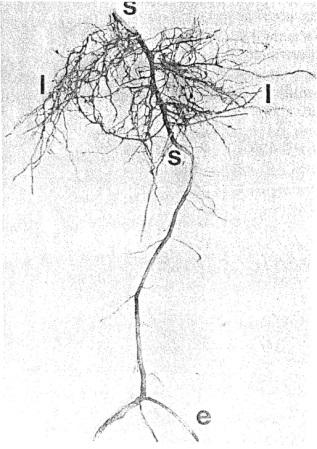 2015_Peculiarità-morfologia-struttura_specie