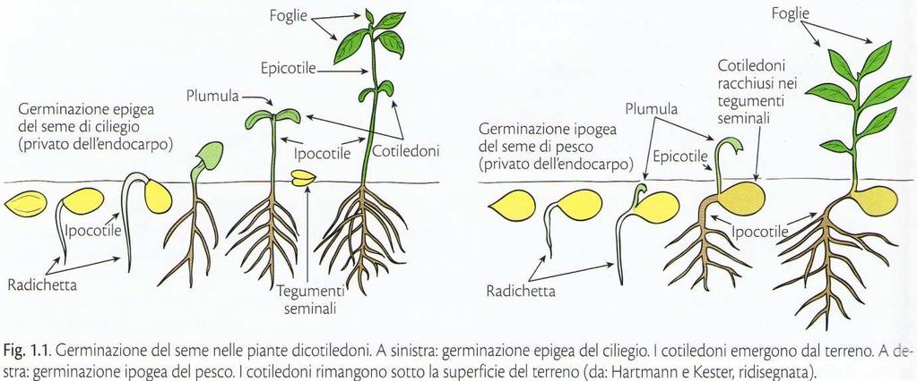 APPARATO RADICALE: tipologia (ciliegio, pesco)