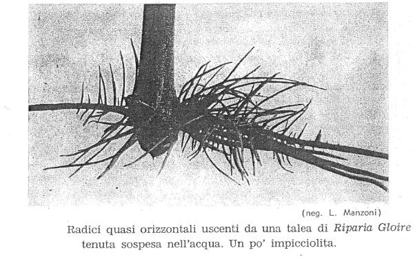 a 60-80 cm, fino a oltre 5 m longitudinale: 4-5 m,