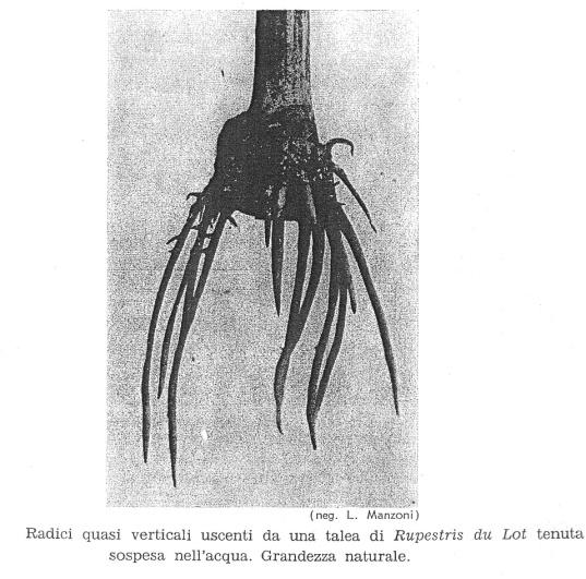 portinnesto, varietà, forma di allevamento, sesto