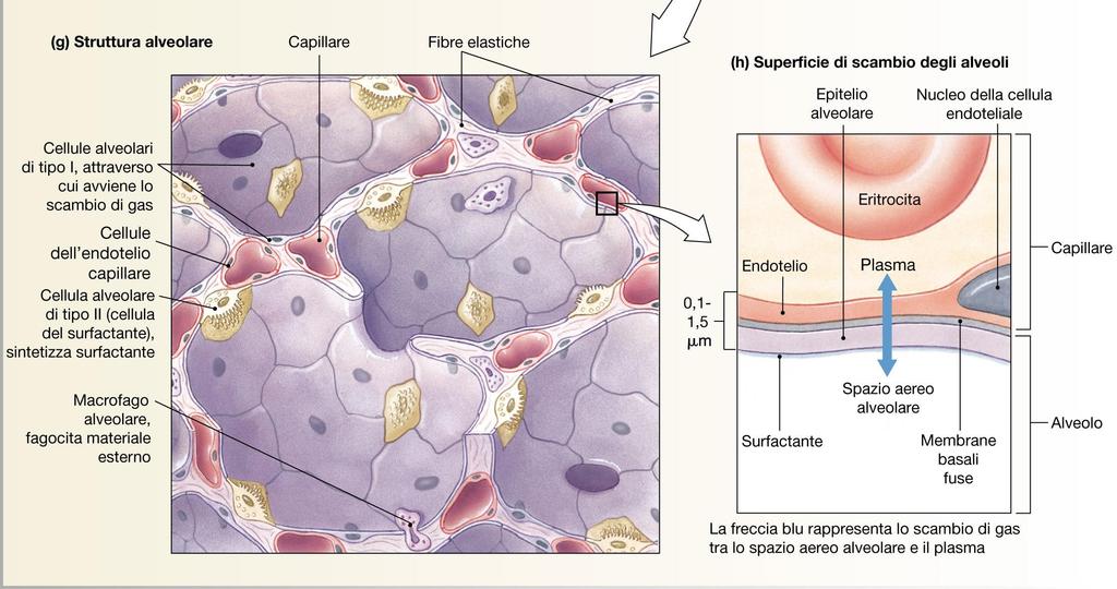 Scambio alveolare * * Il surfactante è una mistura di lipidi e proteine anfipatiche che riduce la tensione superficiale a livello delle