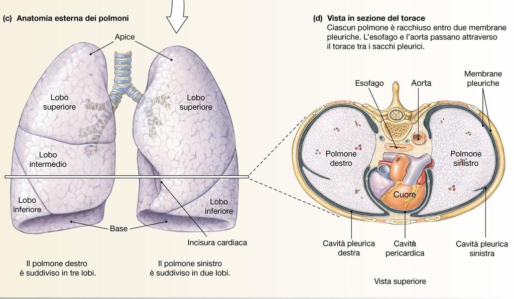 Anatomia esterna dei polmoni e