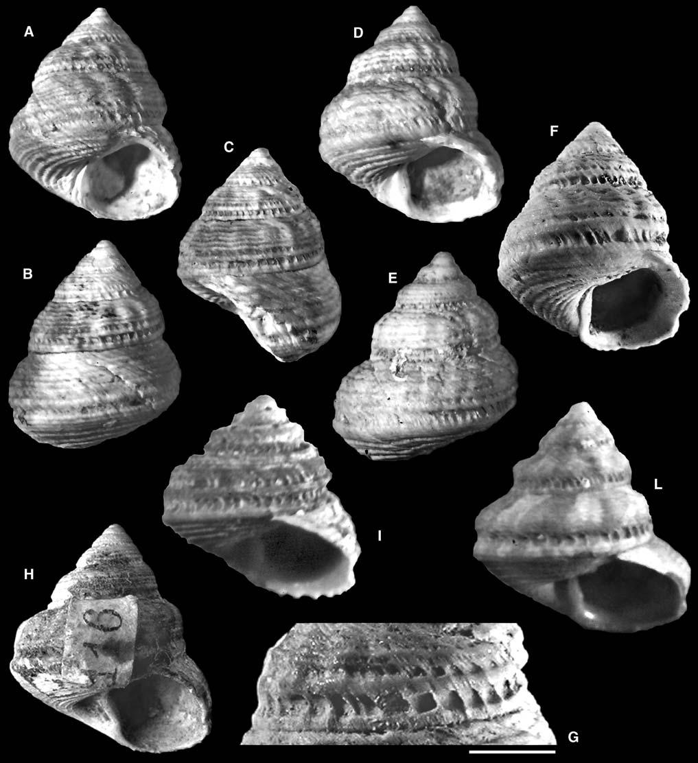 Una nuova specie di Gibbula (Forskalena) per il Pleistocene italiano (Gastropoda: Trochidae) Fig. 1. A-G. Gibbula (Forskalena) sirigui n. sp., Cava di Fauglia (Pisa), Pleistocene inferiore: A-C.