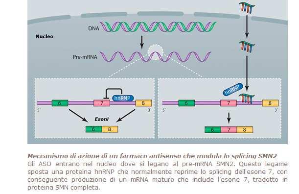 Come funziona Spinraza?