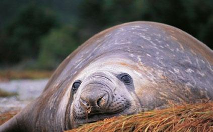 Patagonia, tra cui risaltano diverse