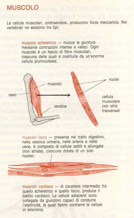 Tessuto muscolare: Costituito da due tipi fondamentali: muscolo striato e muscolo liscio; il muscolo striato scheletrico (sotto controllo volontario) e