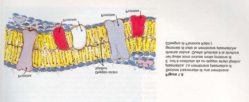 All interno della parete cellulare si trova la membrana plasmatica (o membrana cellulare) costituita da un doppio strato lipidico attraversato da proteine che