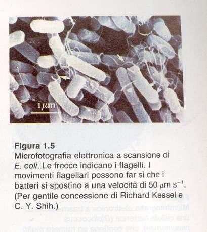 Si può muovere ad una velocità molto elevata di 50 µm/sec per cui essendo lungo solo 2 µm percorrere in un secondo uno spazio 25 volte superiore alla sua lunghezza.