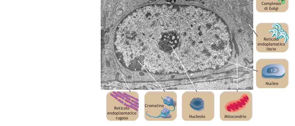 SONO COSTITUITI DA CELLULE EUCARIOTICHE. ESISTONO CMQ.