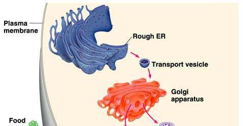 Lisosomi Vescicole contenenti più di 30 enzimi idrolitici necessari per la digestione di molte molecole complesse (prot, lipidi, ac. nucleici, polisaccaridi).