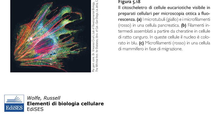 nel citoplasma delle cell. eucariotiche.