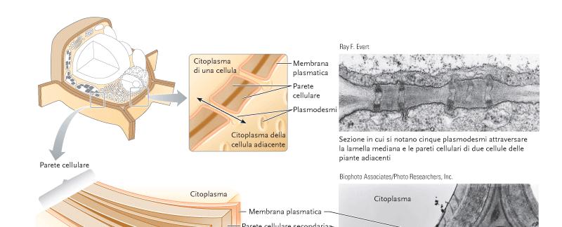 CLOROPLASTI E