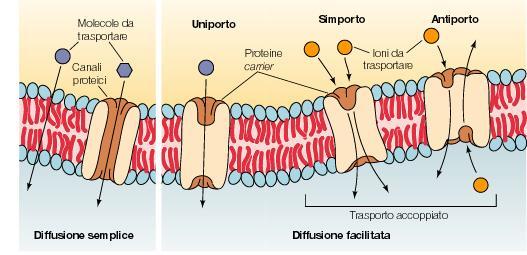 trasporto