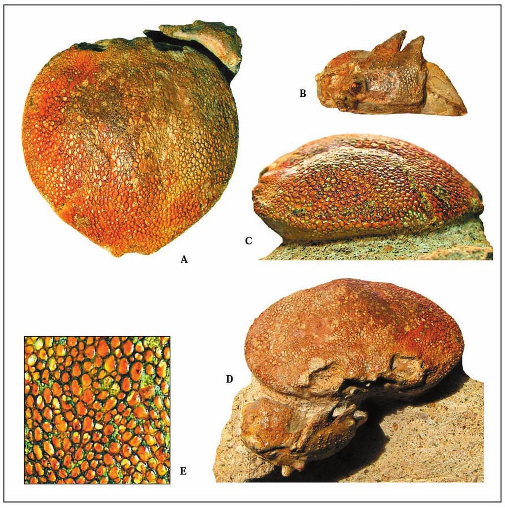 Fig. 3 Eomatuta granosa n. gen., n. sp.