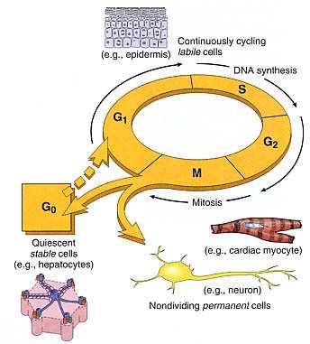 Tessuti in rinnovamento continuo Costante presenza di Cellule Staminali che -Possono dividersi senza limitazioni fino a che l organismo sopravvive Epidermide Tessuto emopoietico Rinnovamento nei