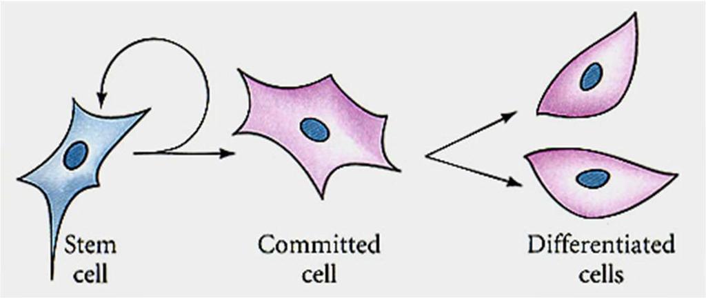 Cellule e differenziamento Sia durante lo sviluppo embrionale che nell adulto la generazione delle cellule differenziate, avviene a partire da cellule non