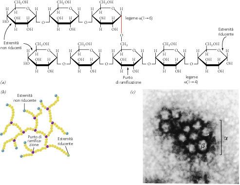 GLICOGENO (Polimero di riserva) Polimero lineare e ramificato di glucosio che si accumula nel fegato e nel muscolo.