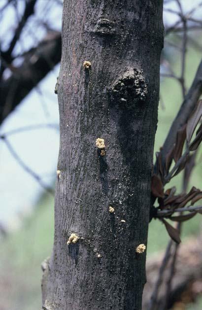 Fleotribo dell olivo