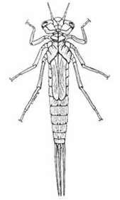 Coenagrion mercuriale castellanii Diagnosi della larva Ninfa di Coenagrionidae a sx e