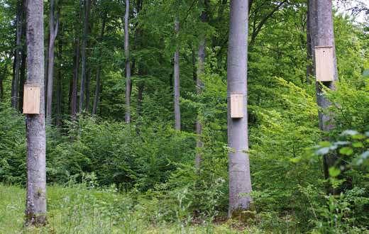 In autonomia Vigilanza e controllo delle Cassette di legno sugli alberi - A partire dal 2017 - Collocate 150 Cassette di legno - Controllo delle grandi cassette di legno per Osmoderma che