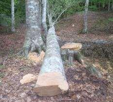 acqua - Dovrà segnalare ad esempio la condizione degli alberi (ancora vivo, morente, attaccato da malattie, stato di degradazione del legno morto,