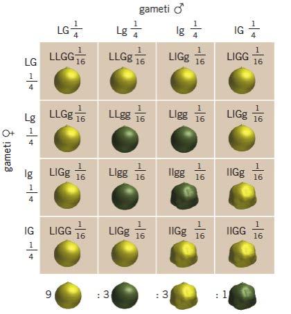 Le combinazioni di caratteri si possono rimescolare Legge dell