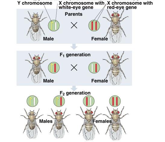 Sex Linkage