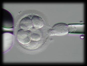 stage biopsy Morula stage