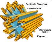 org/home/glossary of terms/mechano glossary c/glossary centriole Nelle cellule che non si stanno