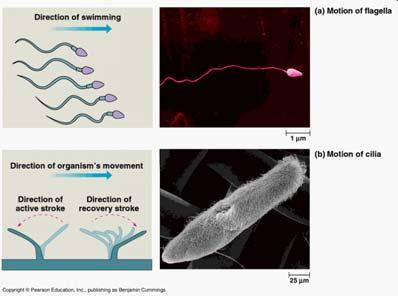 Microtubuli: Flagelli e cilia