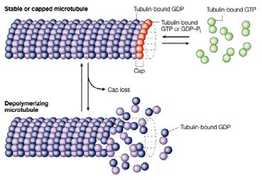 Microtubuli_comp2011Microtubuli 22 Instabilità