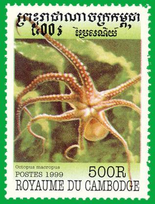 Purpessa - Octopus macropus D urdinariu, a Ventemiglia, i dixe ch a sece a fümela d u purpu.