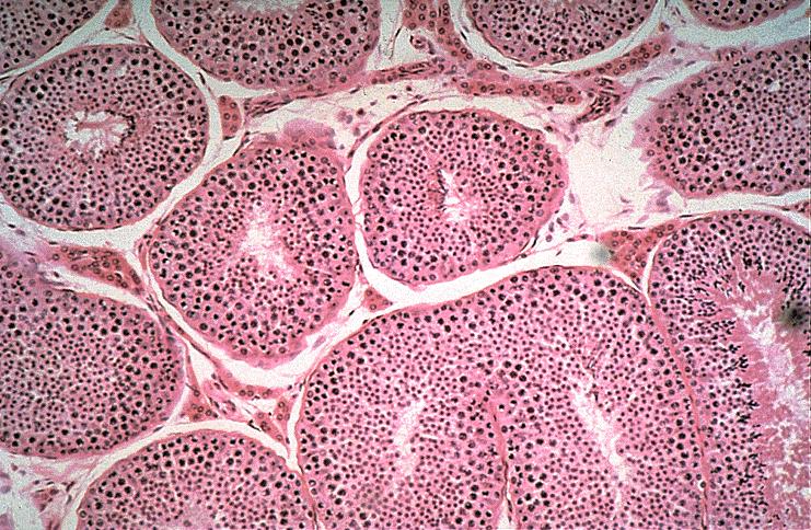 Figura 3. Struttura dei tubuli seminiferi. La zona bianca fra l uno e l altro è il tessuto interstiziale, nel quale si vedono le cellule del Leydig.