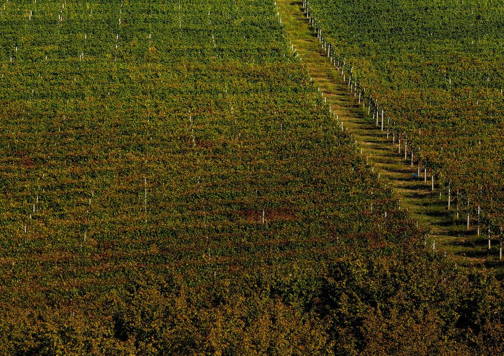 Vigneti Réva gestisce in alcuni dei più importanti cru di Langa: Ravera a Novello, Lazzarito a Serralunga e Cannubi a Barolo.